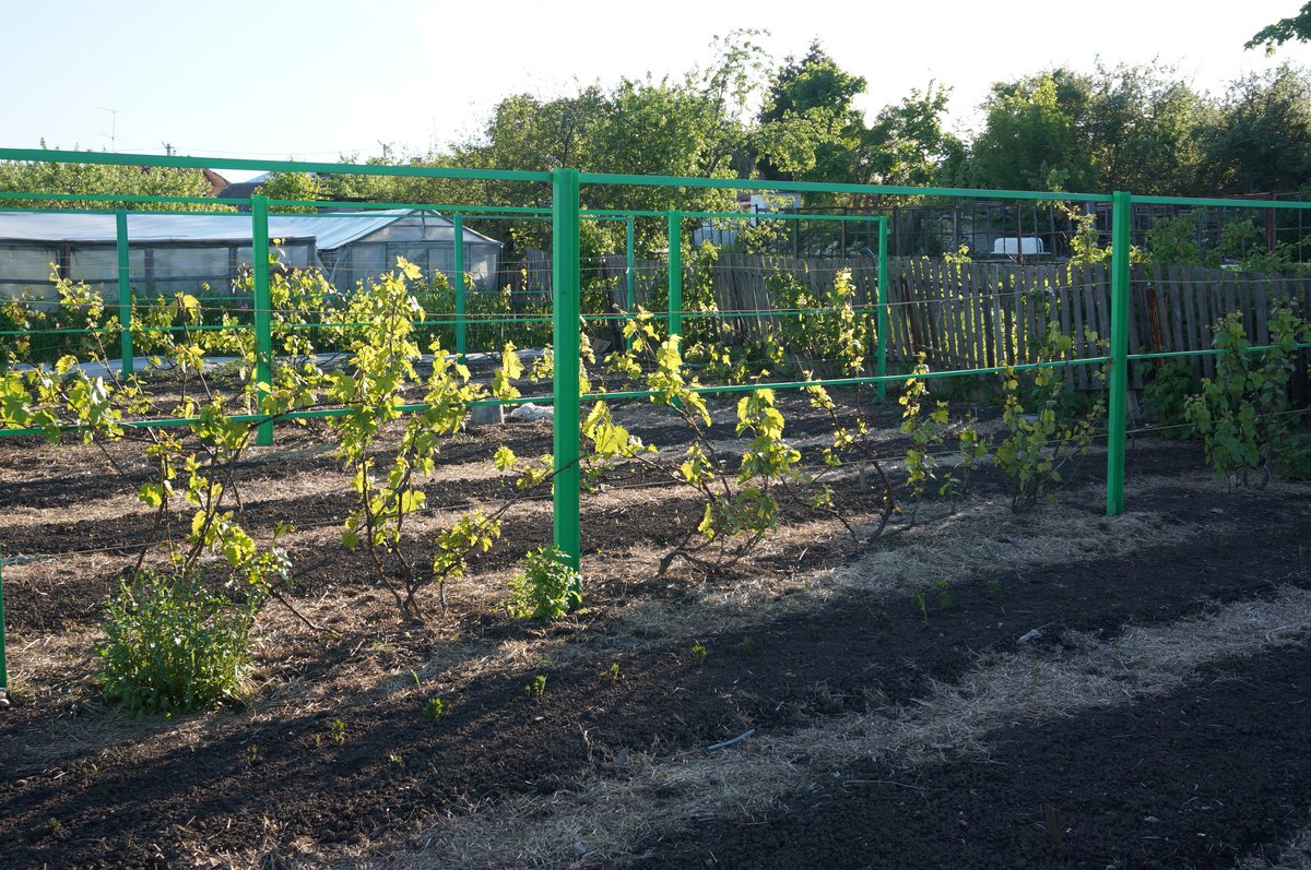 Виноградные шпалеры