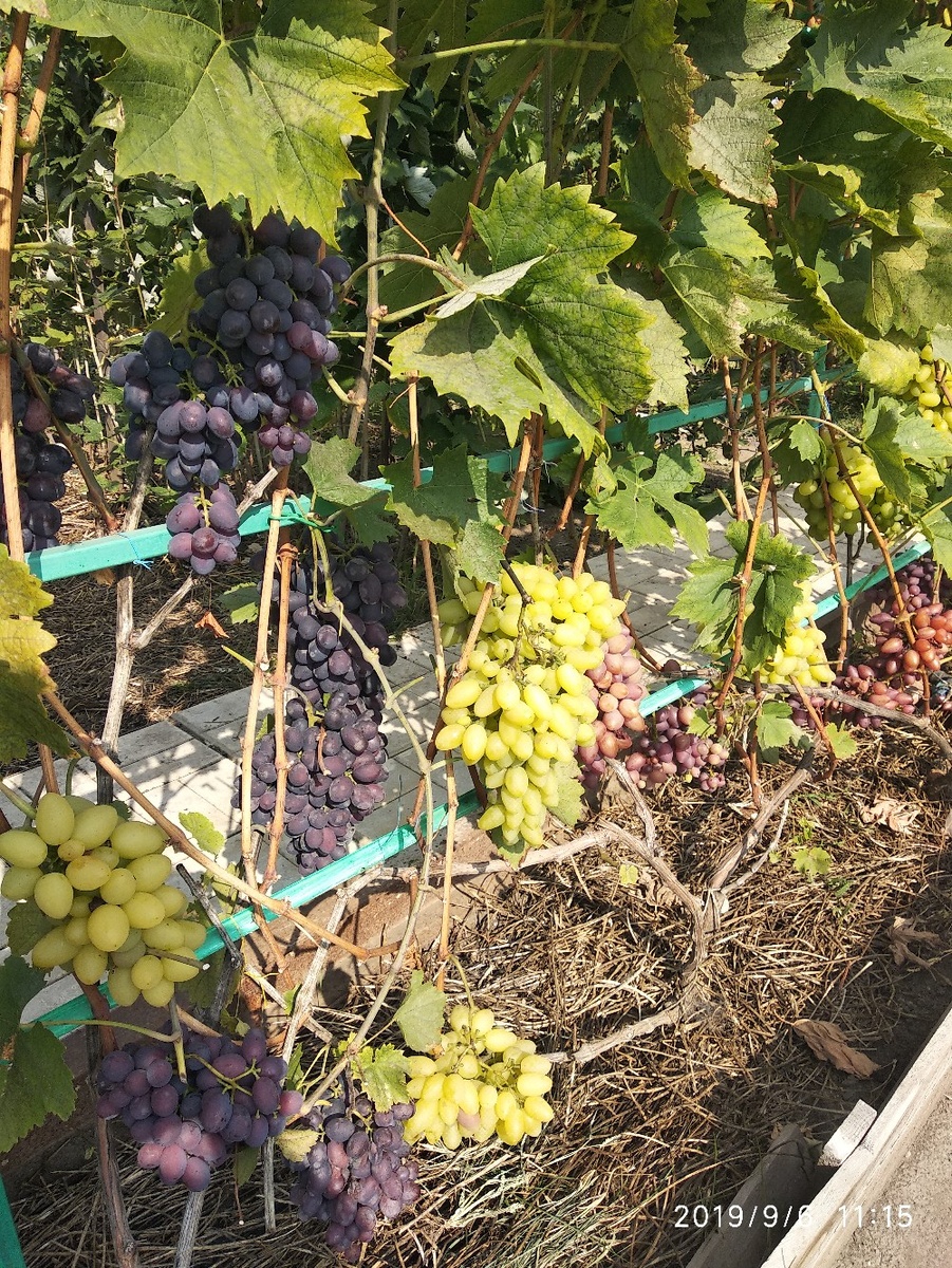 Виноград сорта Аркажия, Али Баба, София - шпалера вдоль центральной шпалеры с севера на юг. Подход с двух сторон, солнце с двух сторон. Кусты замульчированы скошеной травой.