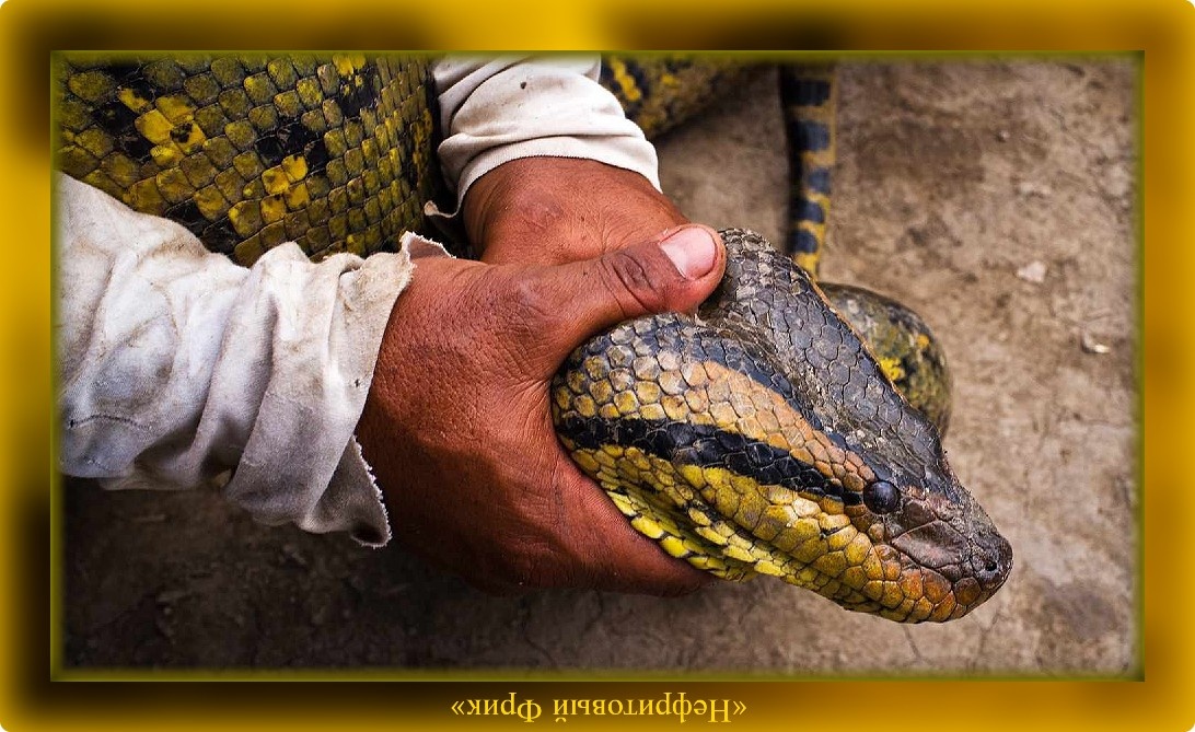 Гифка и обе иллюстрации к публикации предоставлены сервисом "Яндекс.Картинки"