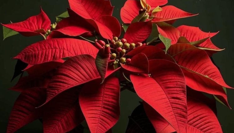    Пуансеттия и уход за цветочной королевой Нового года