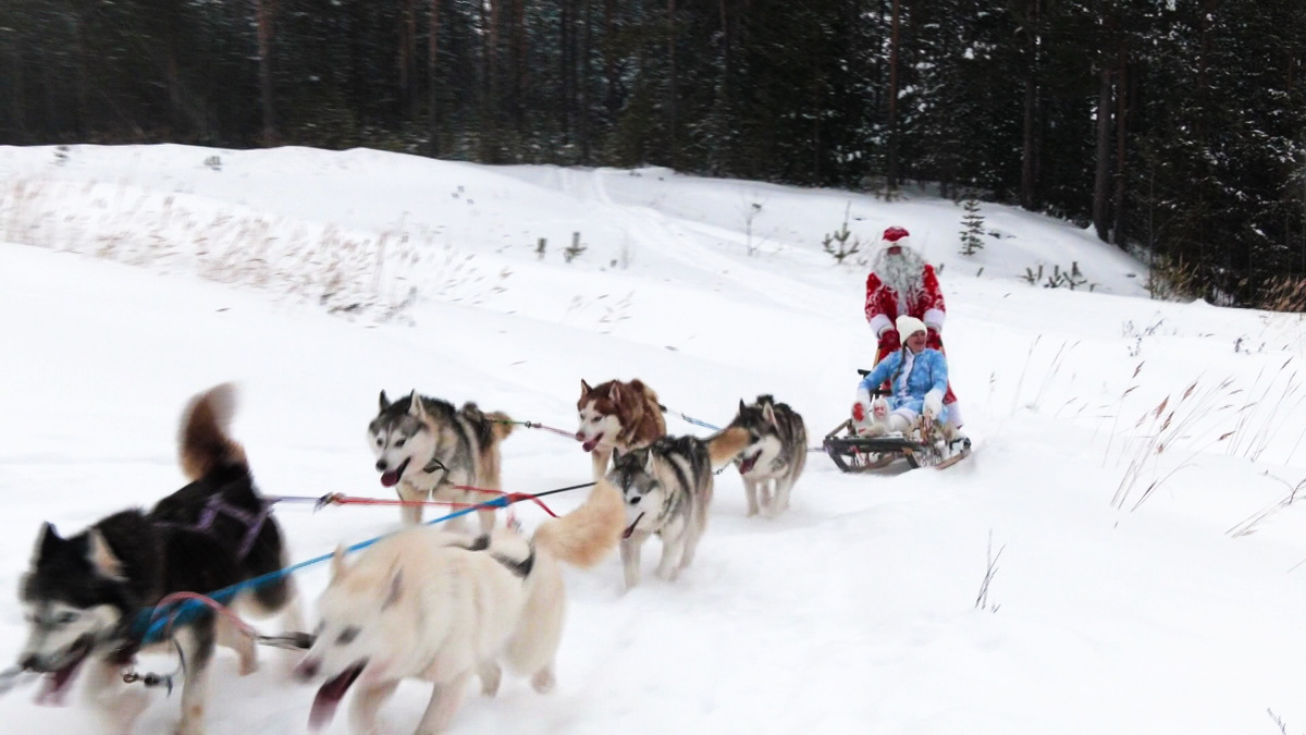   В звенящую снежную даль: кого запряг в сани Дед Мороз Сургутского района?