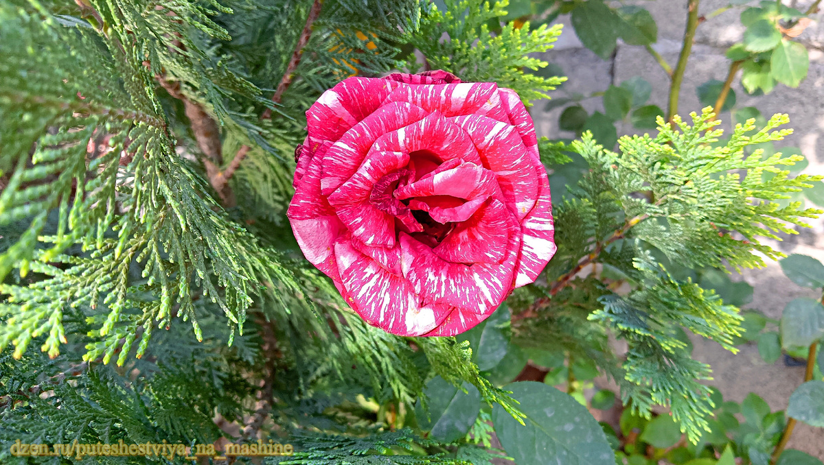 Как таинственно красива и прохладна, и свежа, светом солнечным счастлива – розы розовой мечта!