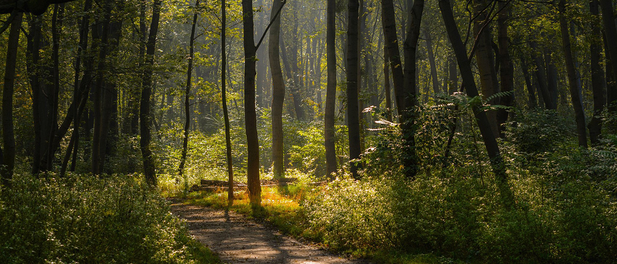 фото: kostukovichileshoz.by