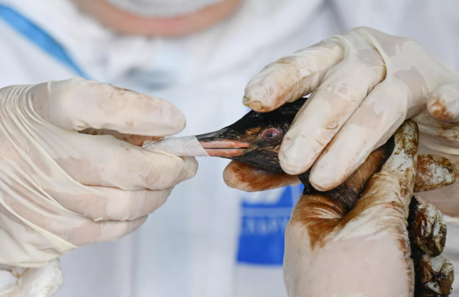   © Sputnik / Алексей Майшев