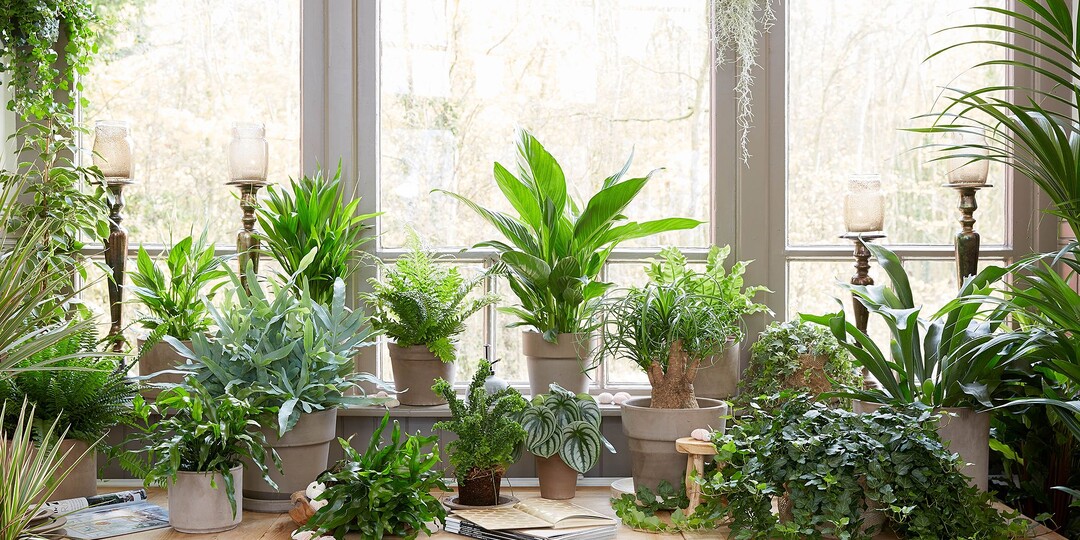 Красивые и неприхотливые растения для домашнего интерьера