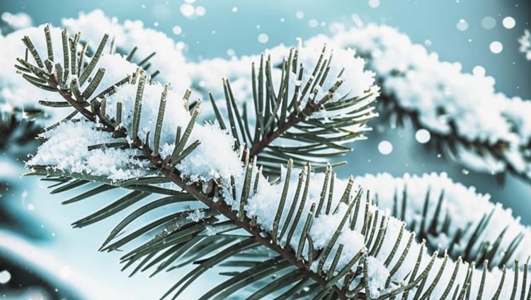    Что общего между новогодней елкой и коноплей плюс советы по усилению аромата