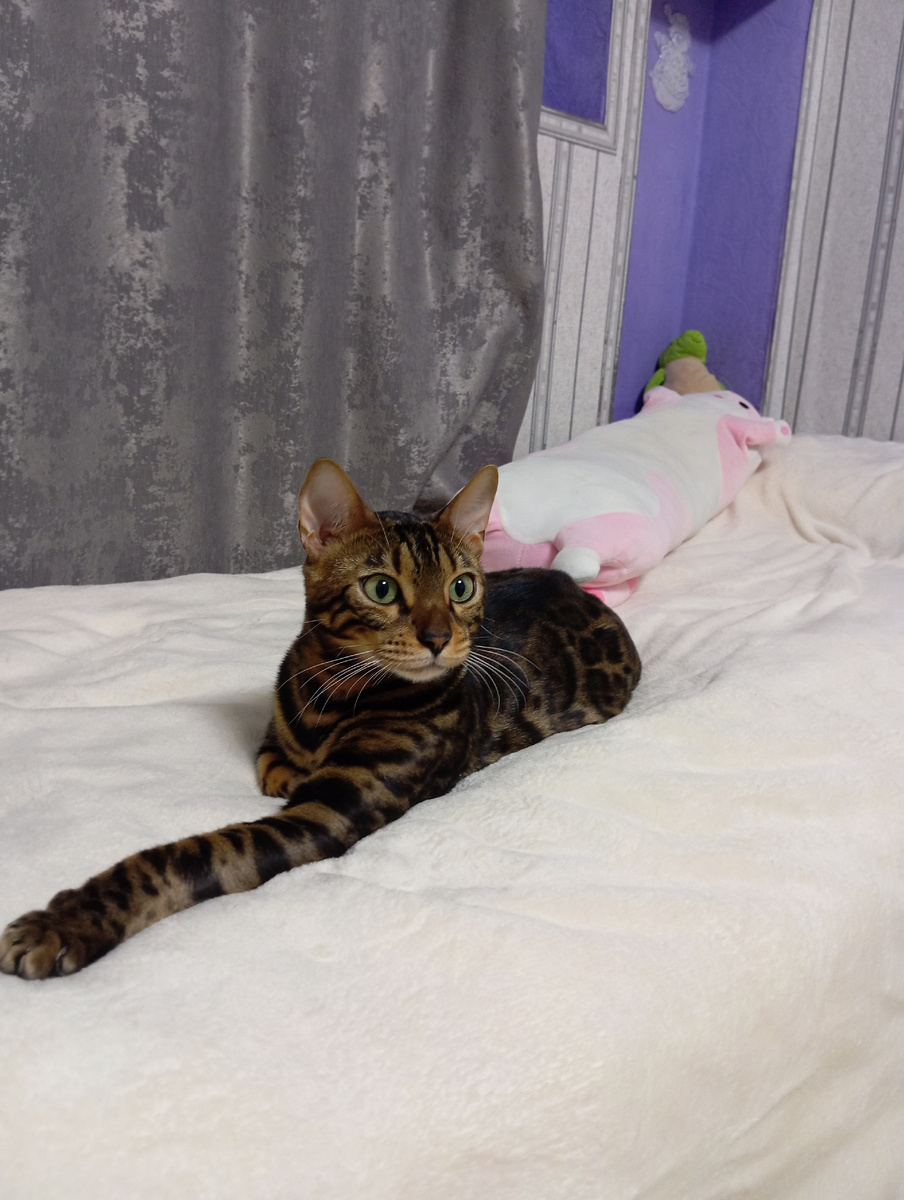 Слышали ли вы когда нибудь про бенгальскую породу кота? Я имею кота Мартина уже на протяжении 2 лет и нескольких месяцев. Поэтому смело могу заявить интересные факты об этой породе. Самый главный-это активность и любопытность этих прекрасных котов. Они очень преданные и вместо сна выберут активные игры с хозяином. Также у бенгалов слабое пищеварение и самый дешëвый корм совсем не подойдёт для данной породы.Бенгальские коты имеют очень красивую окраску и каждый из них уникален своими пятнами, полосками и узорами. Я называю своего кота мини леопардом. Хотите ли вы узнать подробные ➕ и ➖ этой породы? Если да, то обязательно пишите коментарии под эти постом⬇️. И не забудьте написать породу и имя своего любимчика❤