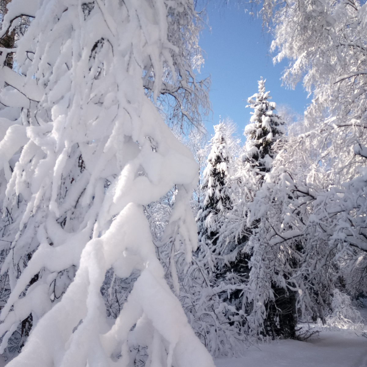 Ажуром снежные покровы укрыли лес. Автор фотографии - Татьяна Федотова-Московская