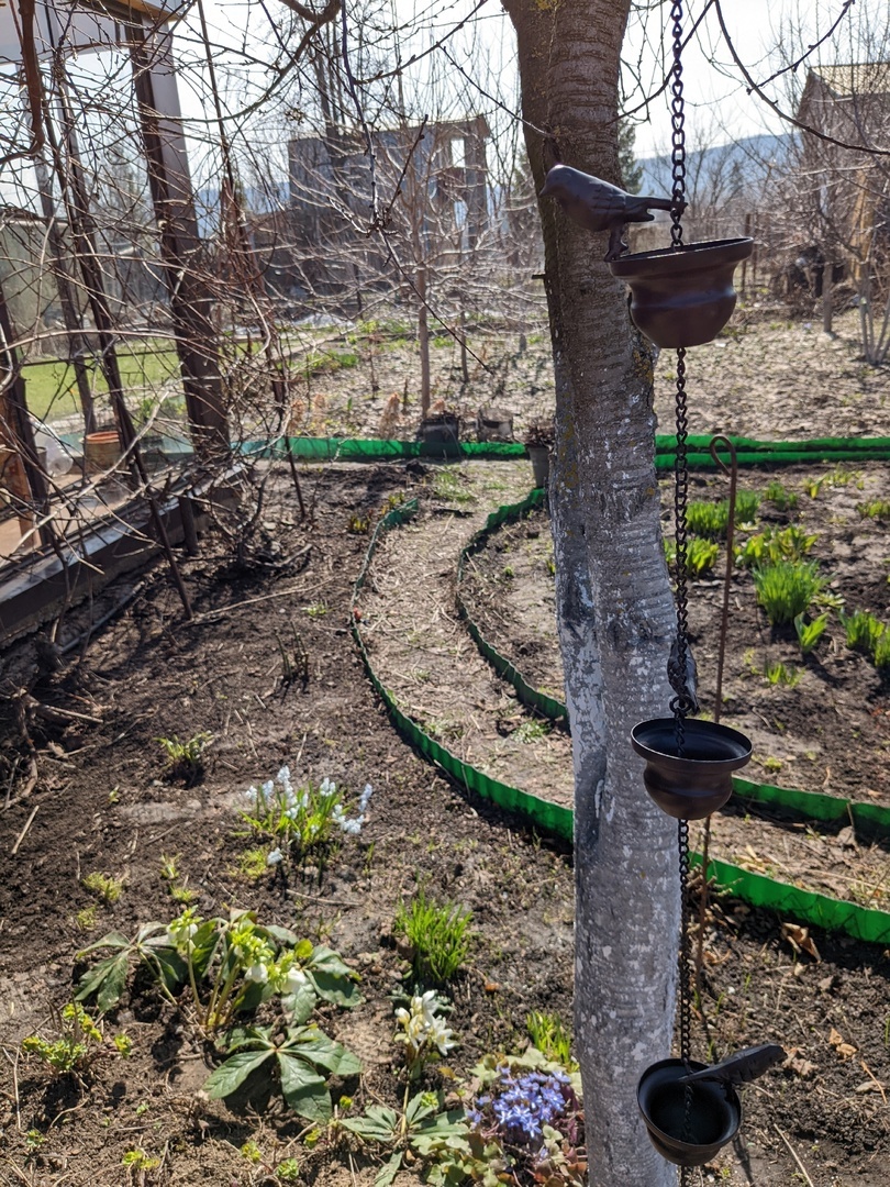 Апрель. Весенние первоцветы под вишней