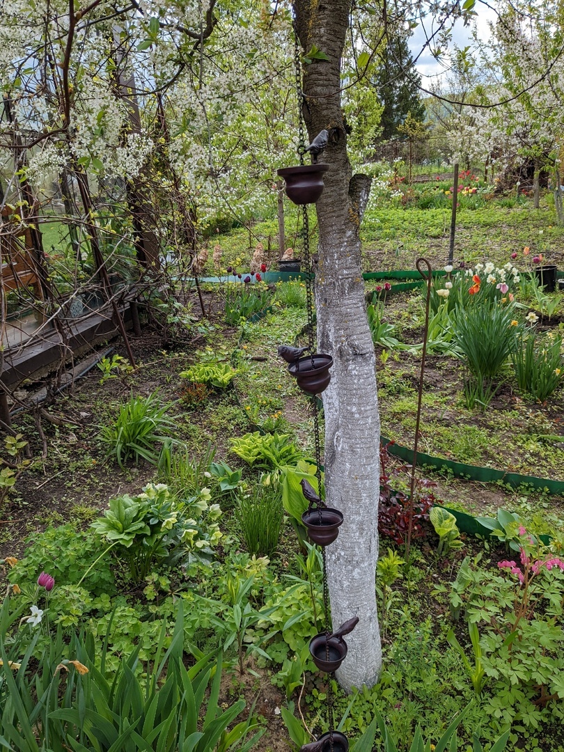 Май. Цветение вишни - тени становится больше