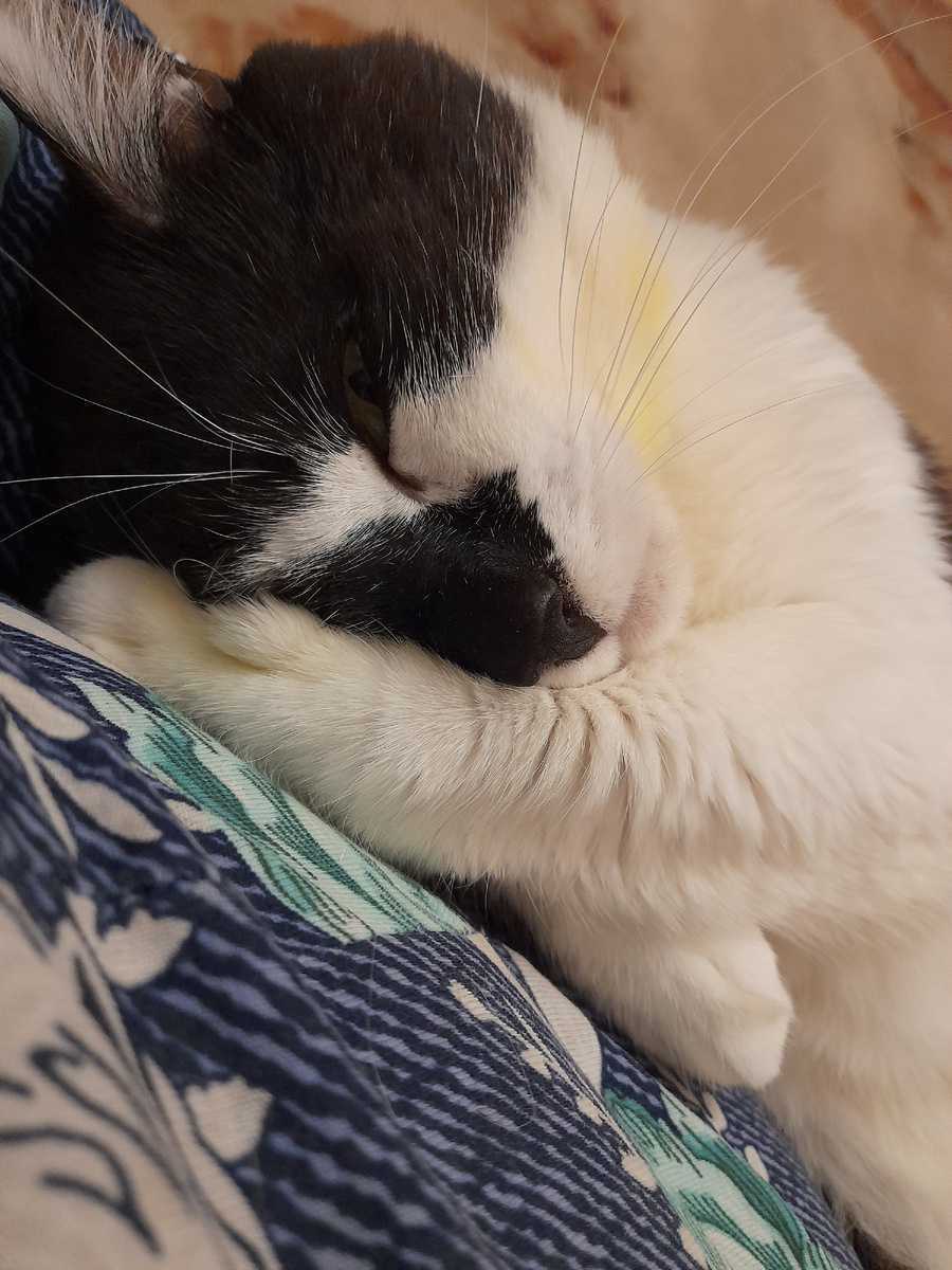 Фото автора.  Ну такой хороший, когда спит...