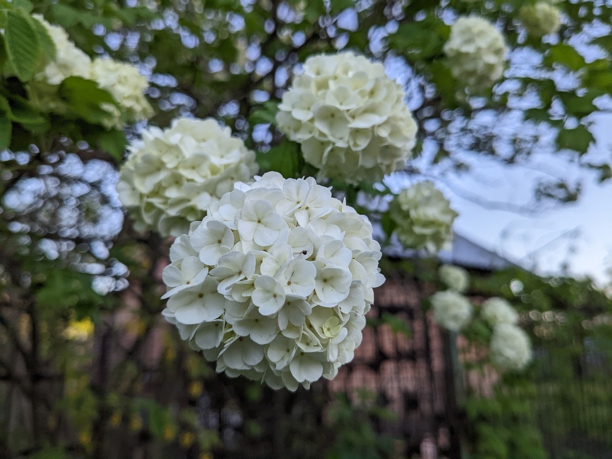 Boule de neige - снежный шар