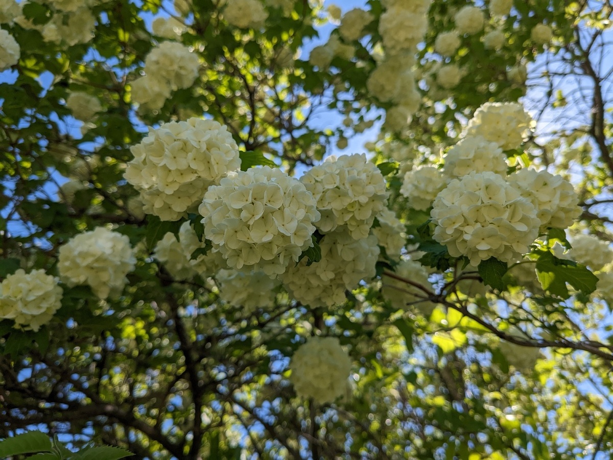 Калина Бульденеж,но не моя, а на даче-заброшке