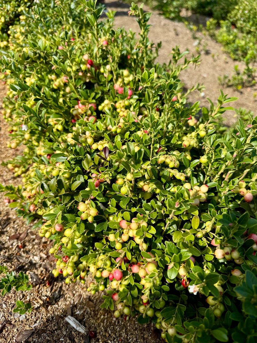 фото первой брусничной плантации в России. Тверская область.