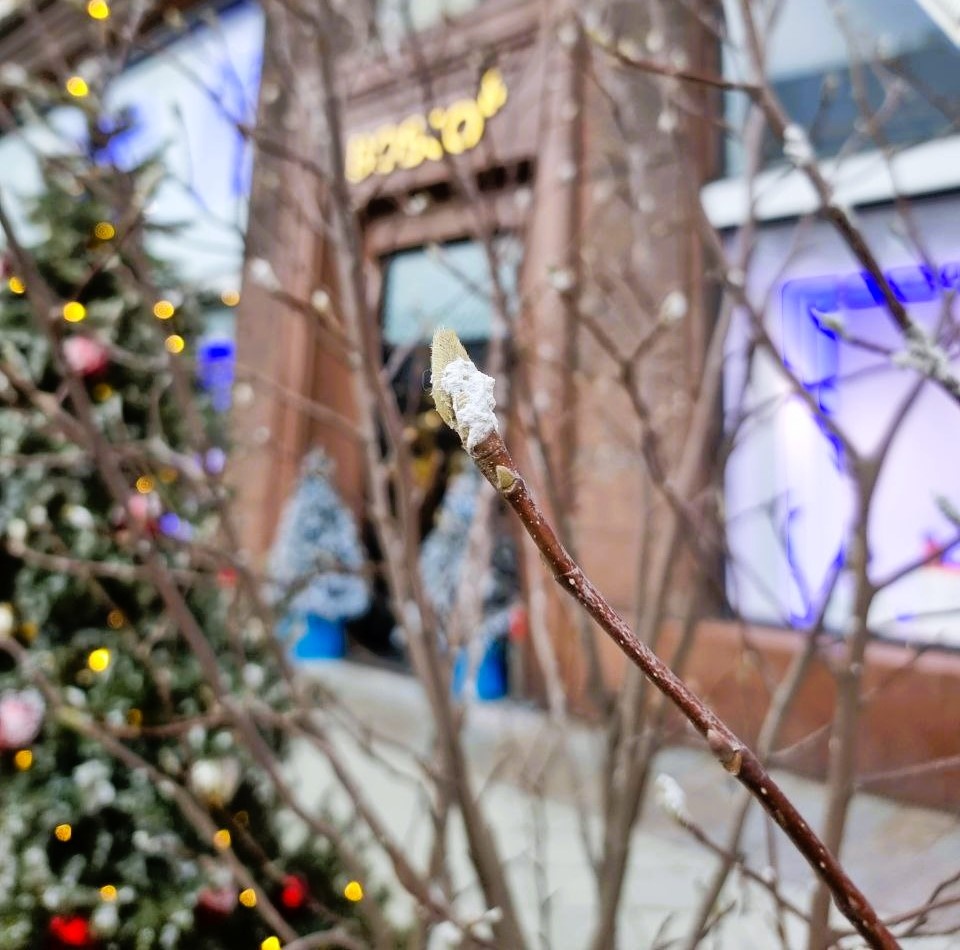 А "снег" ненастоящий, из баллончика. 😐