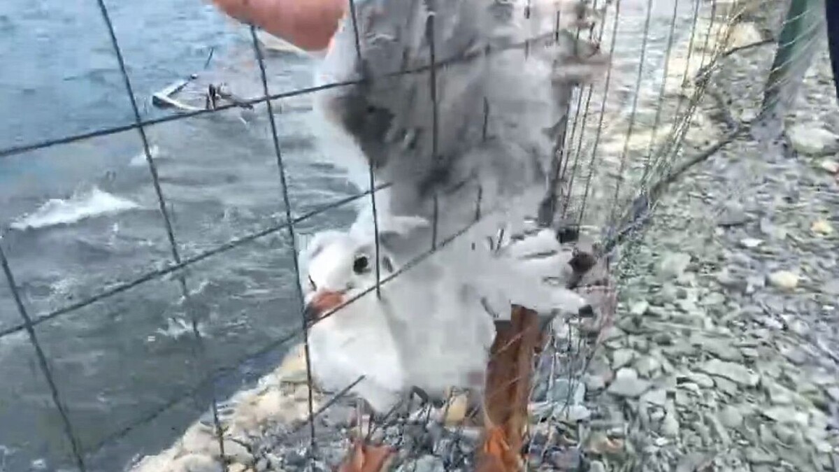    Фото: t.me/opershtab23