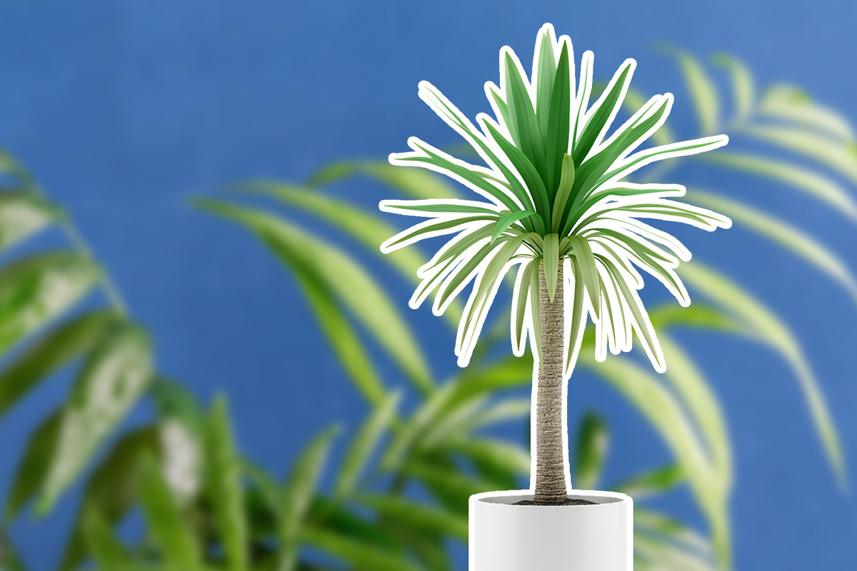     Засыхает пальма в горшке? Не спешите прощаться с растением