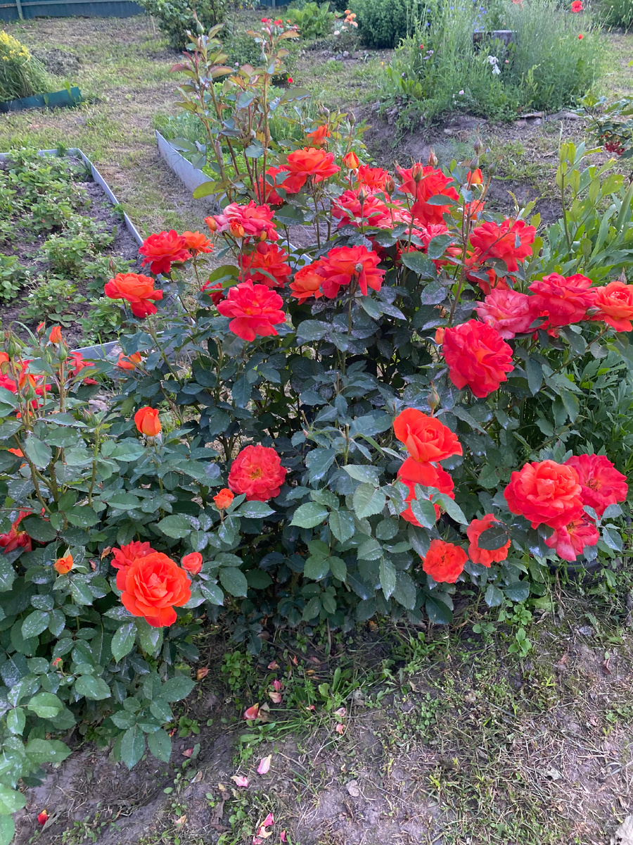 Роза Супер-Трупер