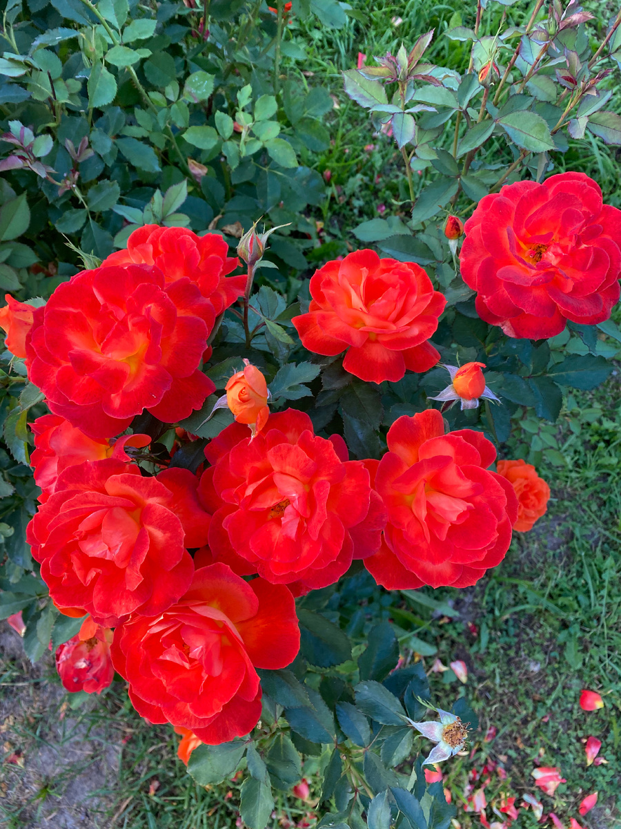 Роза Супер-Трупер