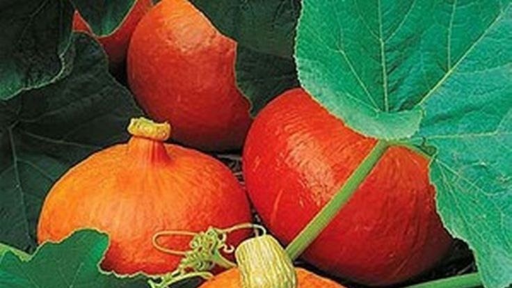 Сорт Каравай. Фото с pinterest.com