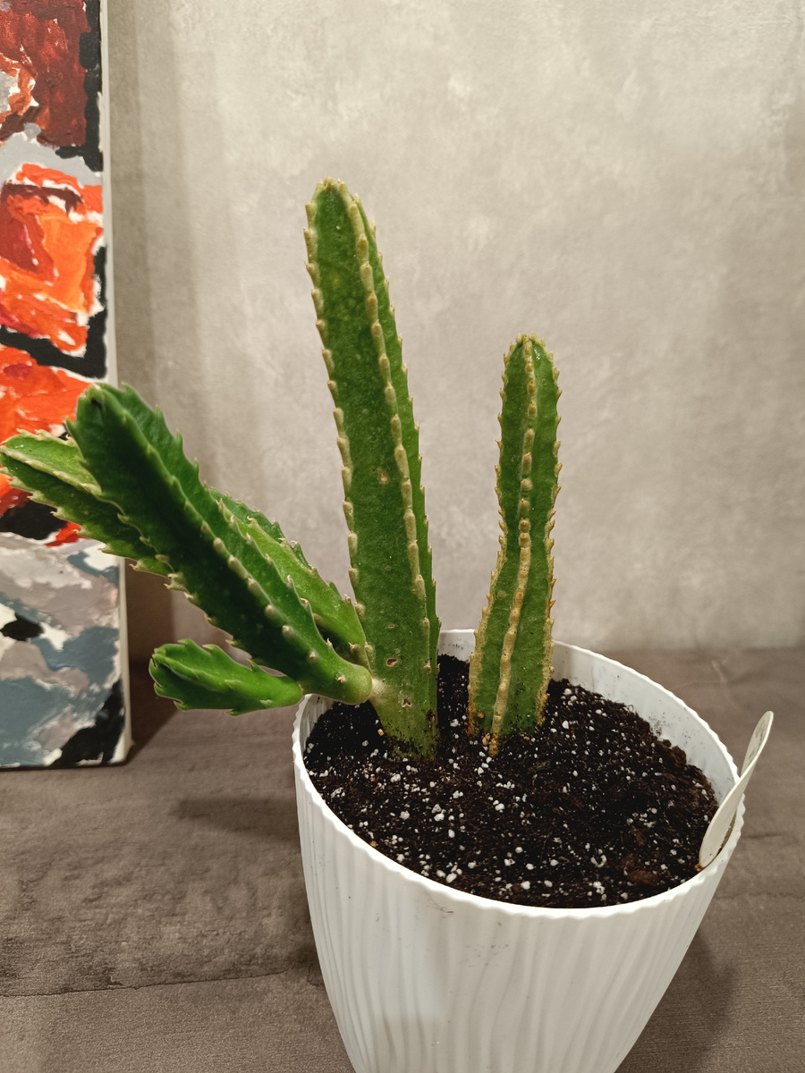 Стапелия гигантиа после пересадки 