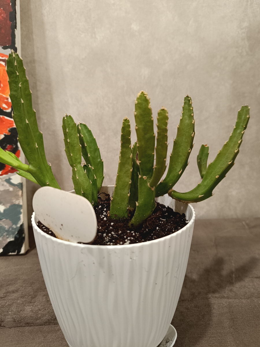 Стапелия хирсута после пересадки 