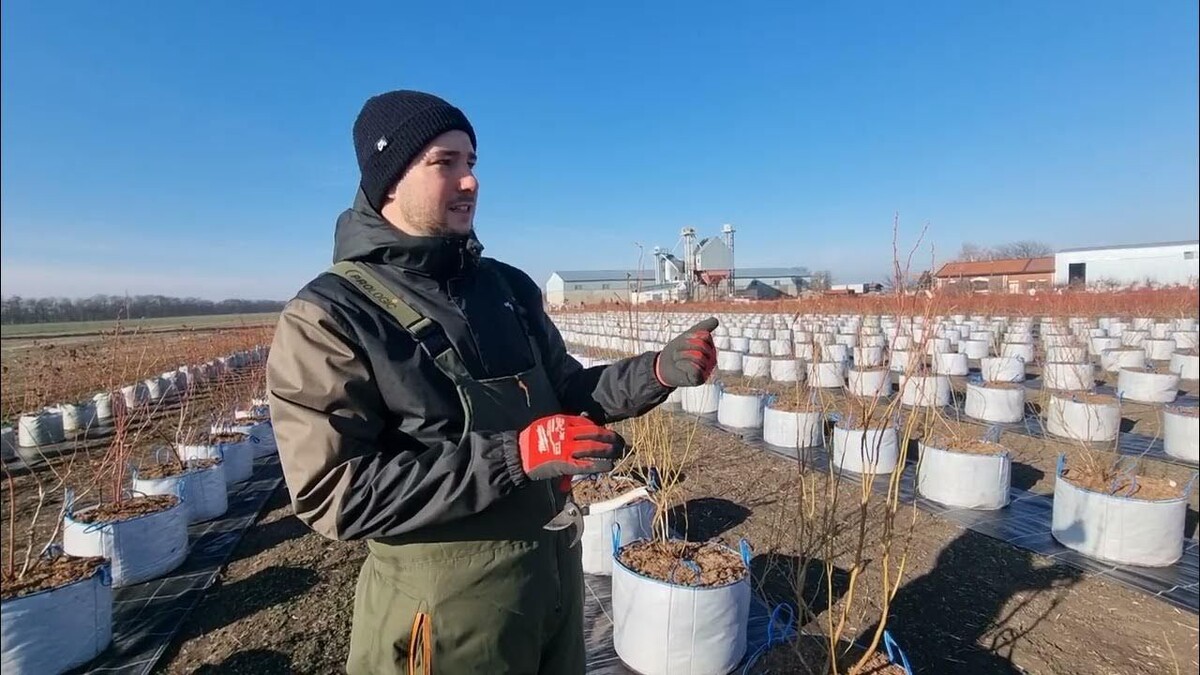 Фотография с плантации ЛюБлю, Краснодарский край. 