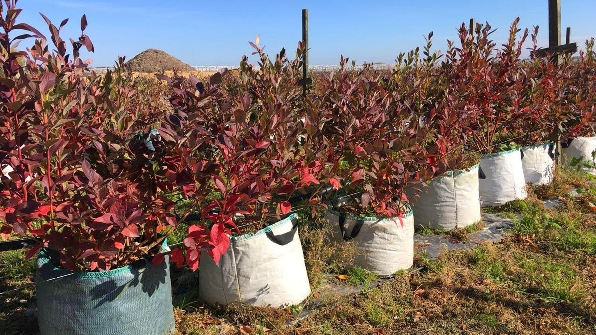 фотография из интернета