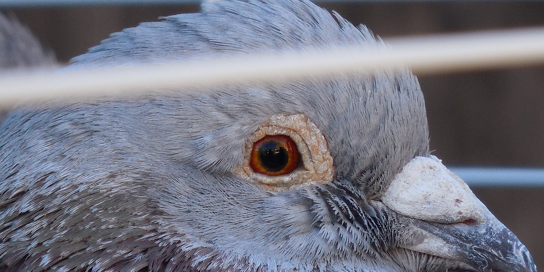 Голубь за решеткой: как птица с кольцами стала главной подозреваемой и провела 8 месяцев в заточении
