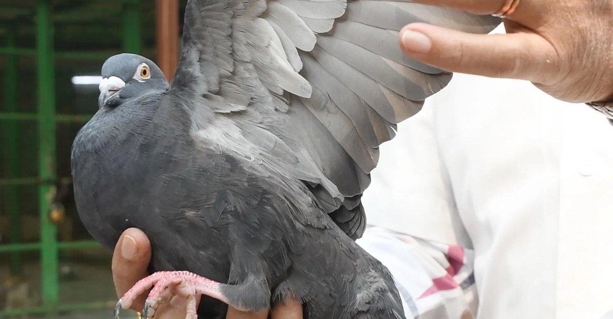 Вот он наш герой