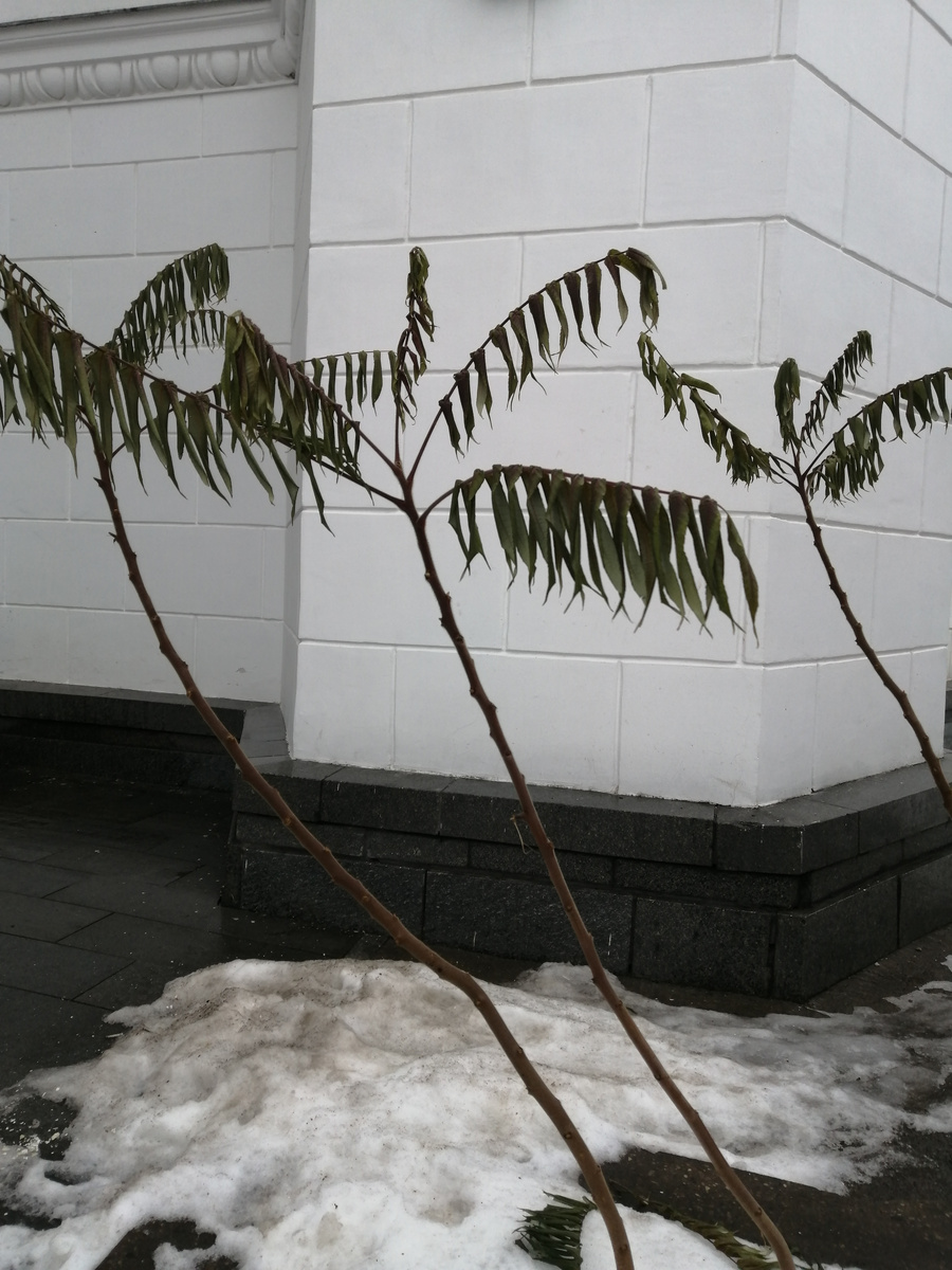 Сумах, поросль