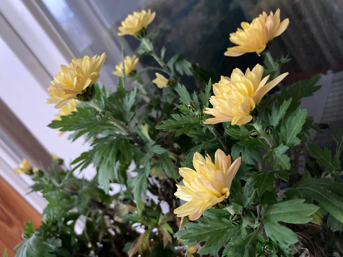 31 декабря 2024 года, мое