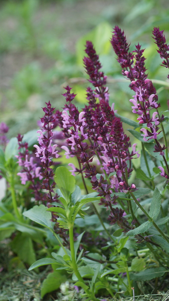 Новый сорт шалфея "New dimension rose"