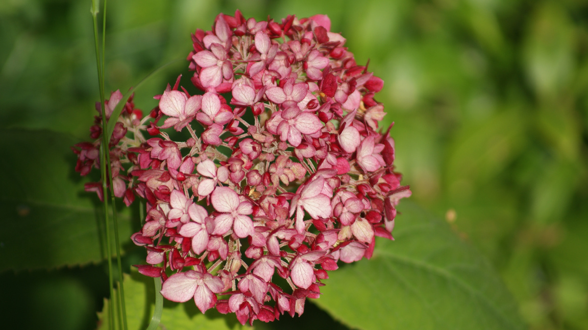 Гортензия древовидная Ruby Annabelle