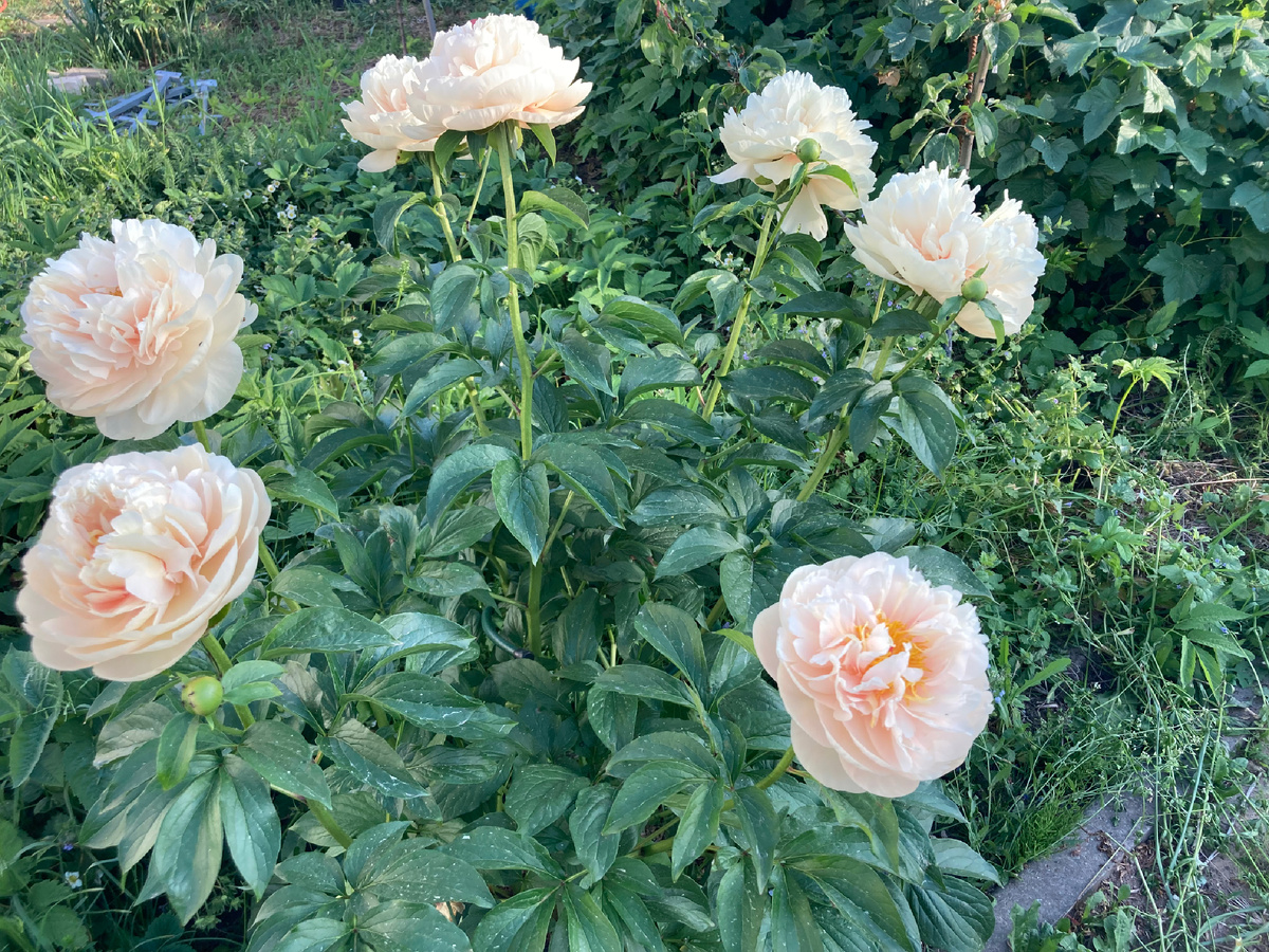 Pastelelegance в моем саду, 2024 год. Активно нарастающий сорт.