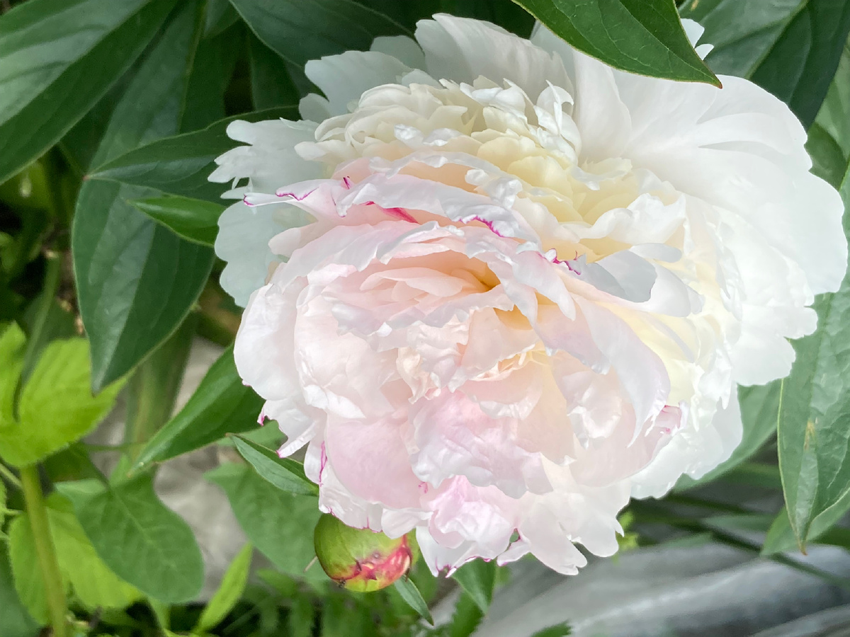 Неизвестный сорт «от бабушки» в моем саду, предположительно Festiva Maxima