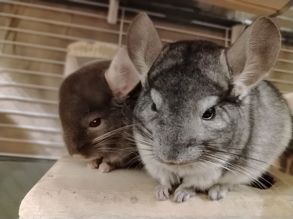 Шустрик и Финик - главные вдохновители