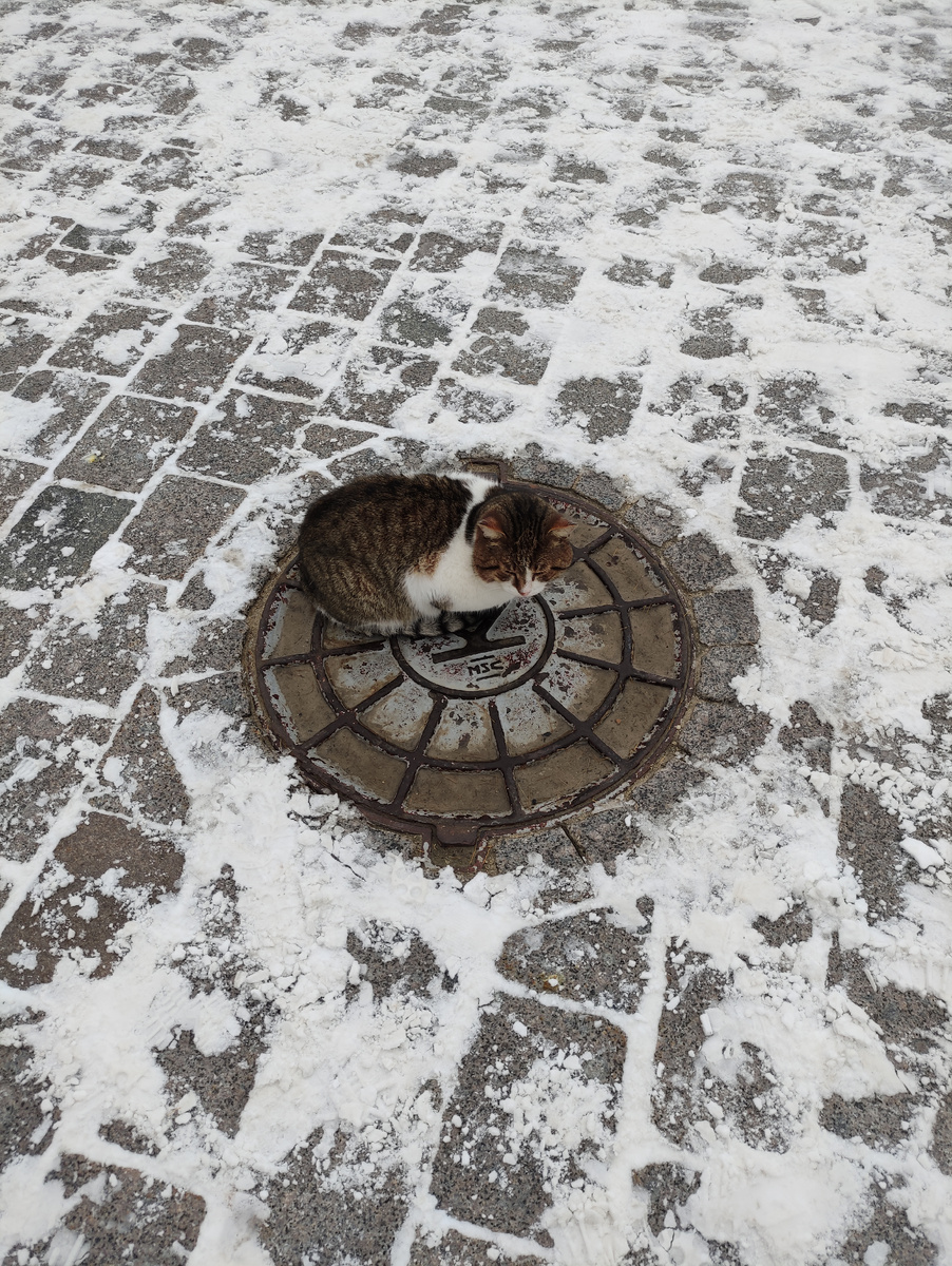 Кот как моё состояние 