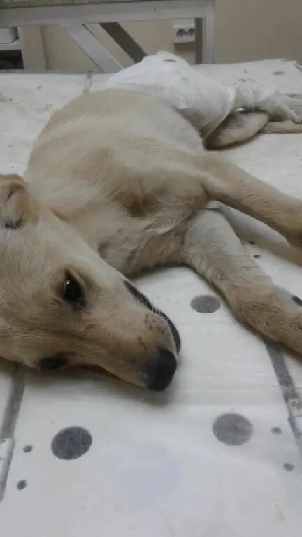 Никуля после операции