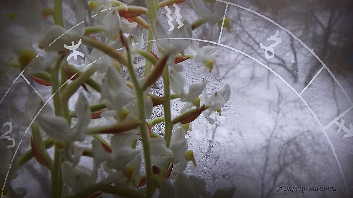 Гороскоп с 30 декабря 2024 по 5 января 2025: загадывайте желания. 