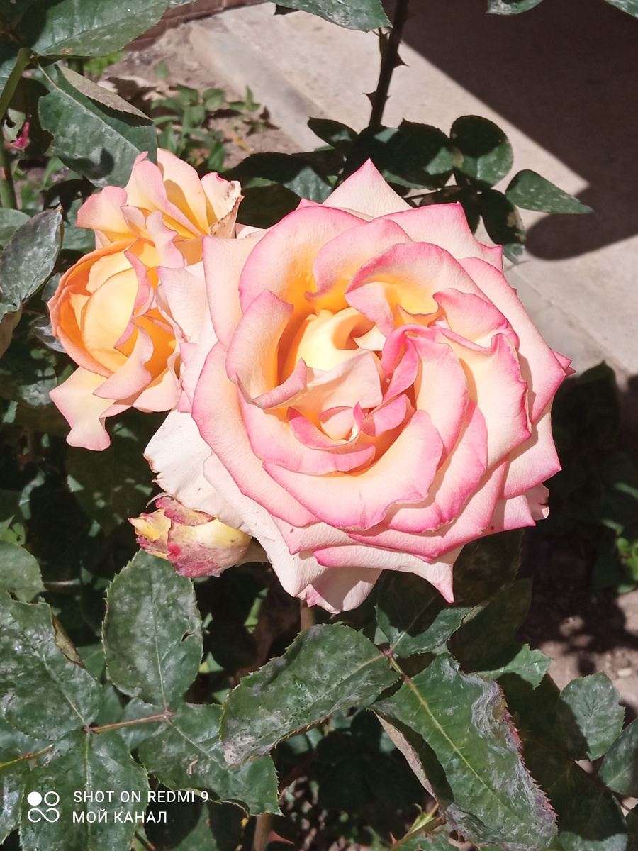 Роза возле подъезда какого-то длма в городе. Похожа на Анна Молинари.Фото автора.