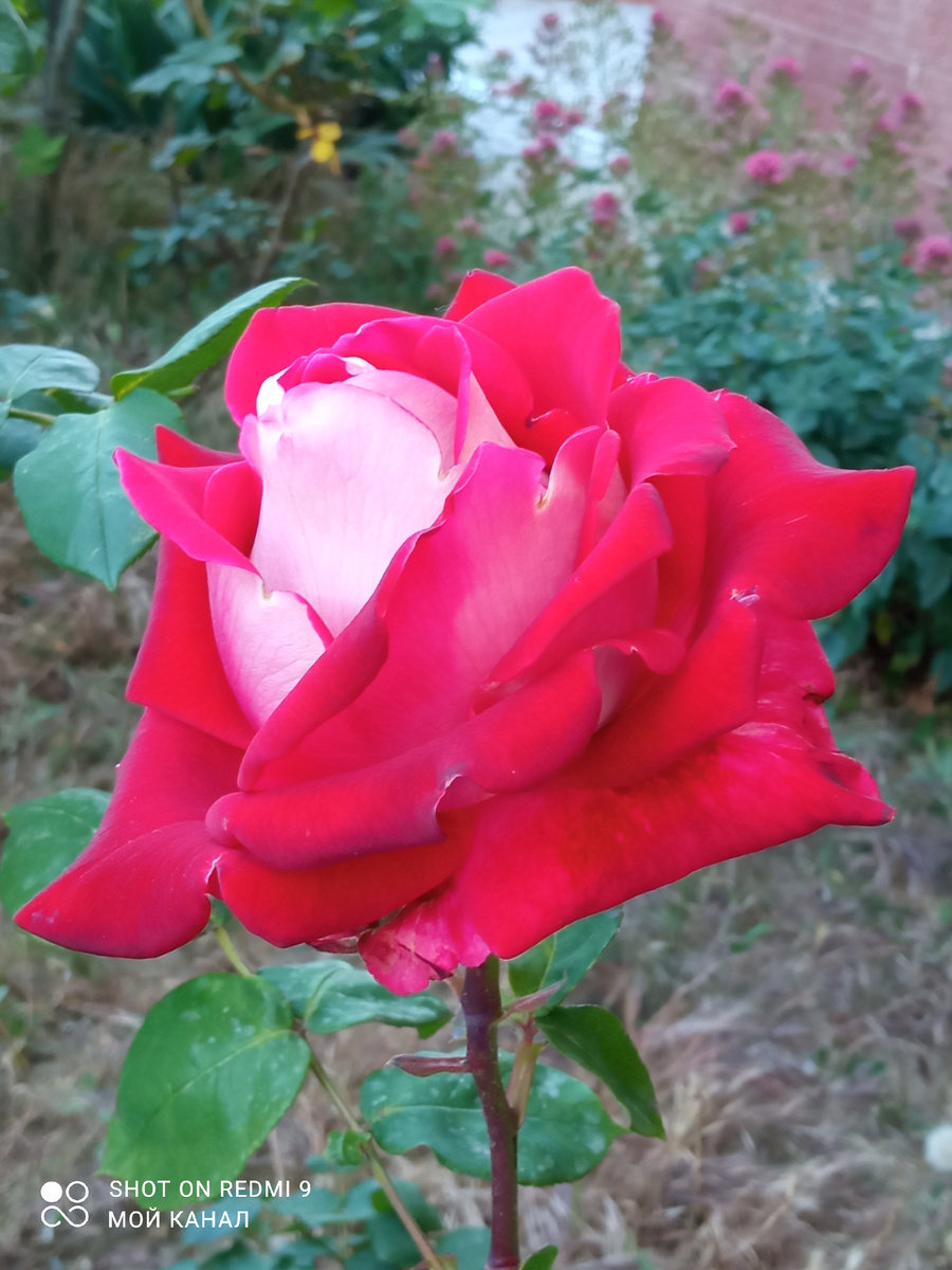 Роза возле того же подъезда какого-то дома. Без имени. Фото автора.