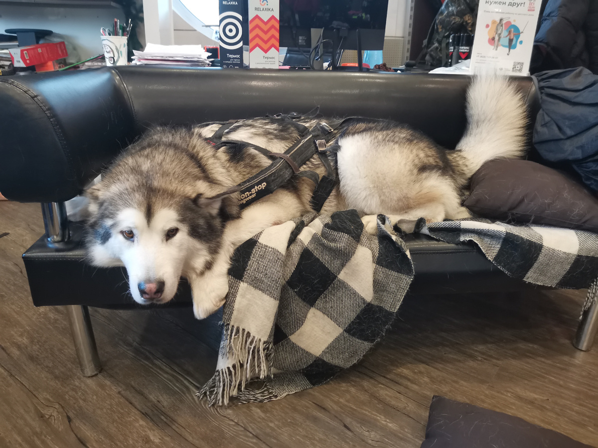 Невероятный меховой пёс по кличке Скай работал продавцом в магазине горнолыжного снаряжения. Фото автора.