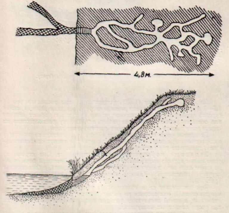 план подземного домика  выхухолей