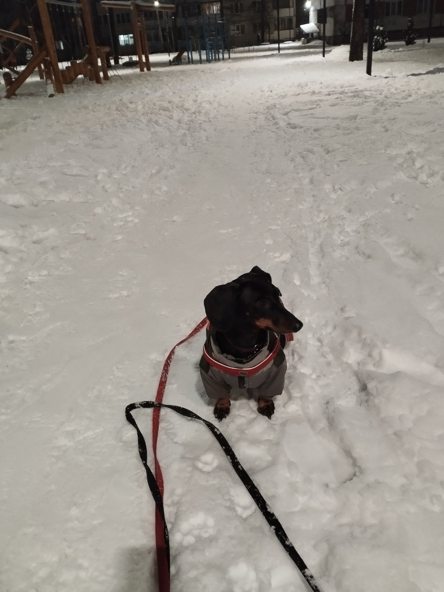 Петр на снегу. "Счастье в простых вещах"