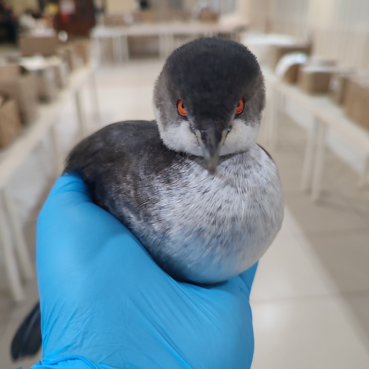 Отмытая от мазута черношейная погака в полевом стационаре для оказания первой помощи пострадавшим птицам. Фото: Роман Кузнецов