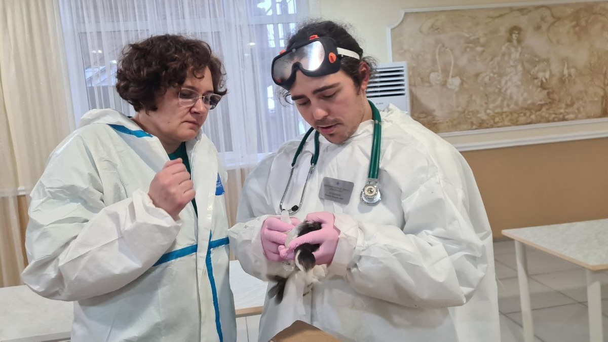 Роман Кузнецов (справа) обрабатывает антисептиком место инъекции у черношейной поганки. Фото: Олеся Павлова, Кристина Григорьева