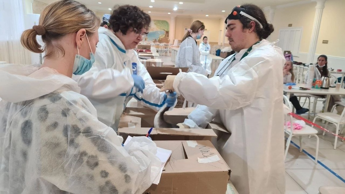 Введение противомикробных препаратов через клюв чомги. Фото: Олеся Павлова, Кристина Григорьева