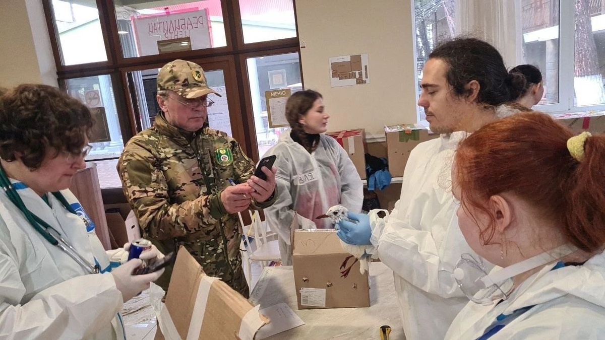 Представитель Охотконтроля (в камуфляжной форме) фотографирует озёрную чайку. Фото: Олеся Павлова, Кристина Григорьева