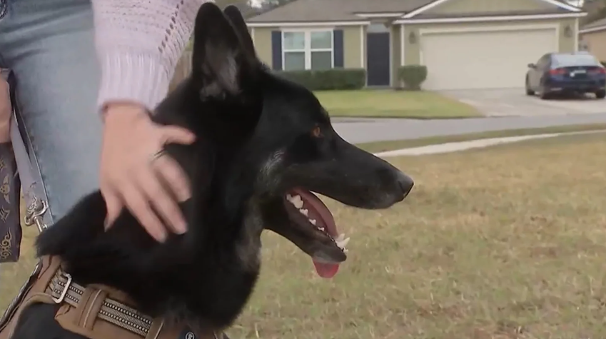    Сбежавшая собака спустя неделю вернулась домой и позвонила в дверь